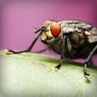 /album/perstackleardi/photolia-a08-jpg/